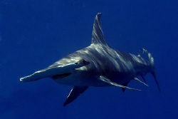 Great Hammerhead Shark by Eric Orchin 